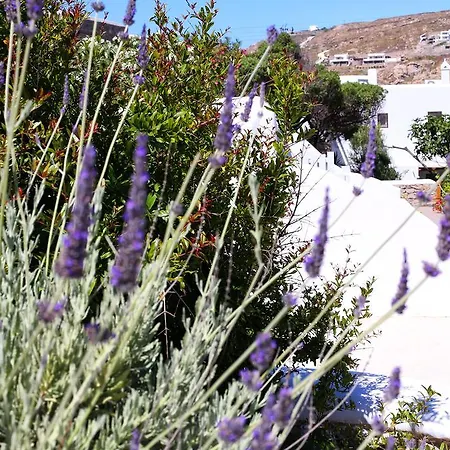 Aelia Mykonos